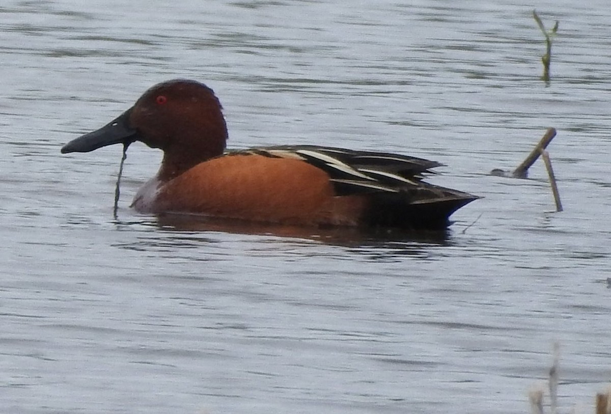 Cinnamon Teal - ML152854451