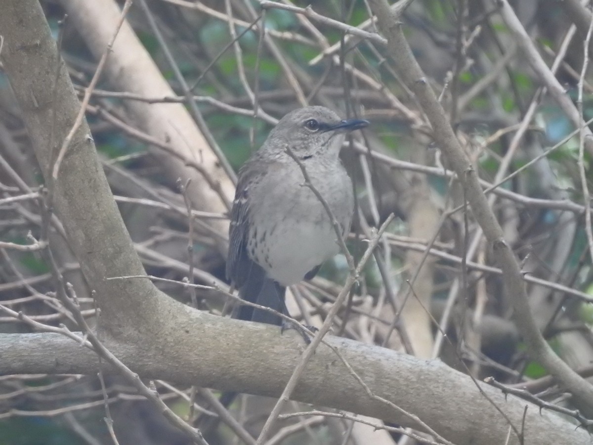 Bahama Mockingbird - ML152854471