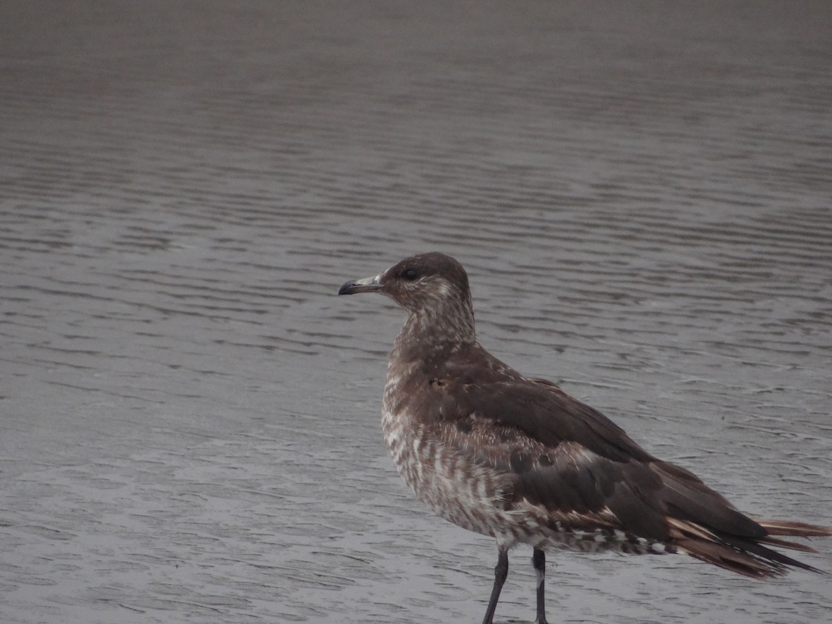 Parasitic Jaeger - Enrique Choussy