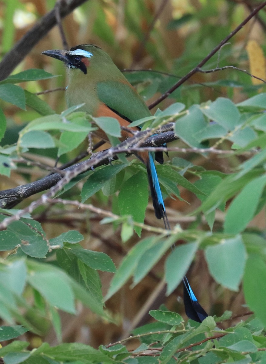 Turquoise-browed Motmot - ML152854811