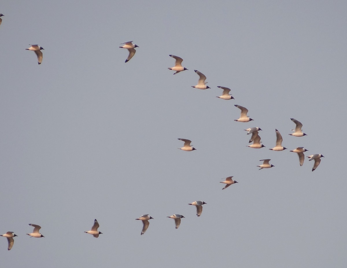 Franklin's Gull - ML152854851