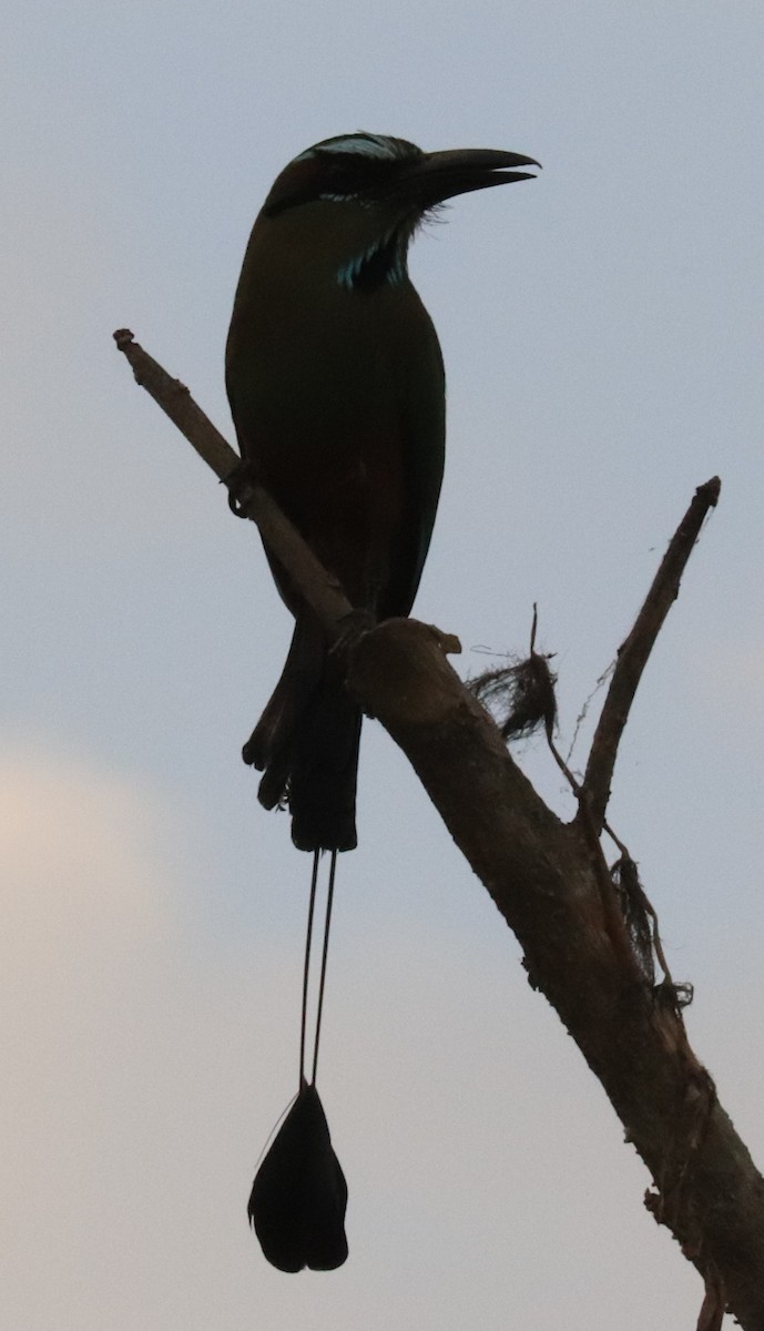 Turquoise-browed Motmot - Don Coons