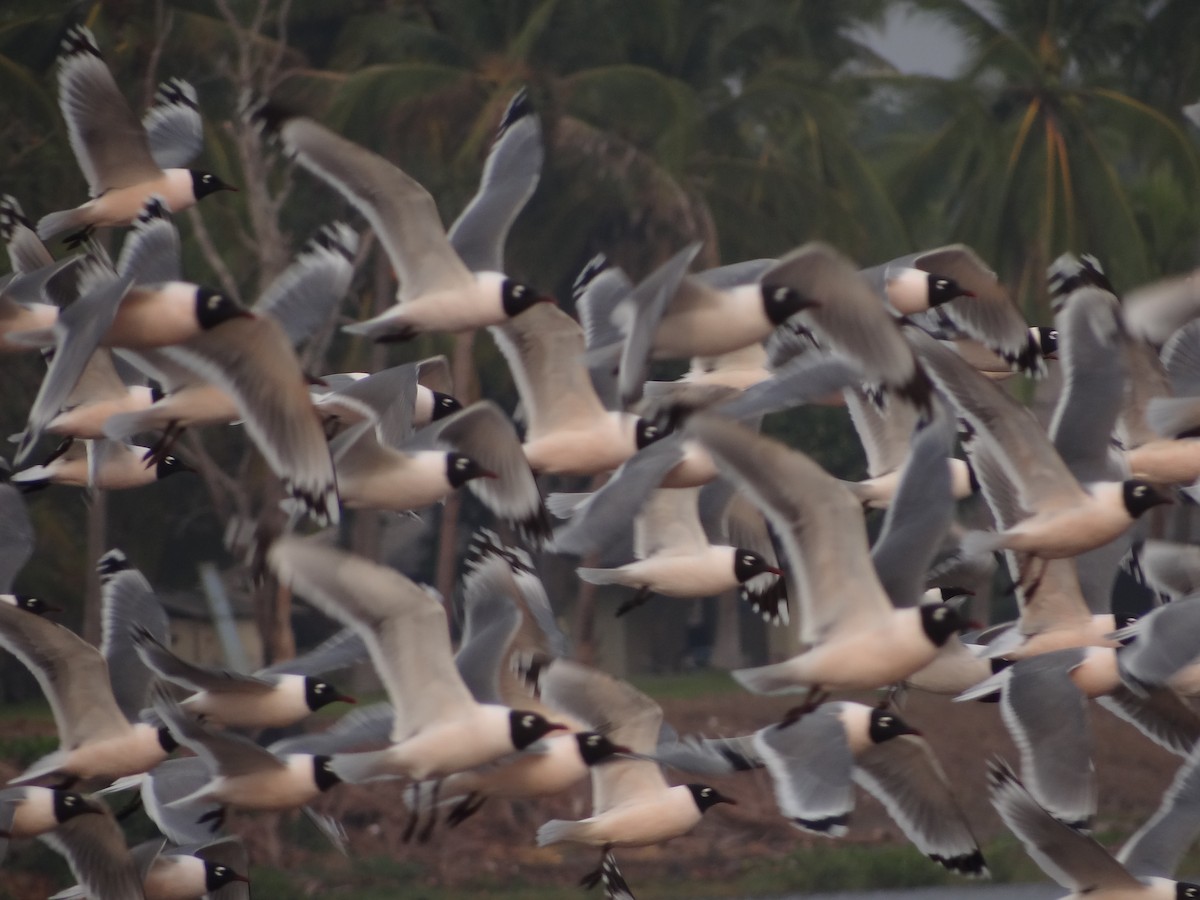 Franklin's Gull - ML152855011