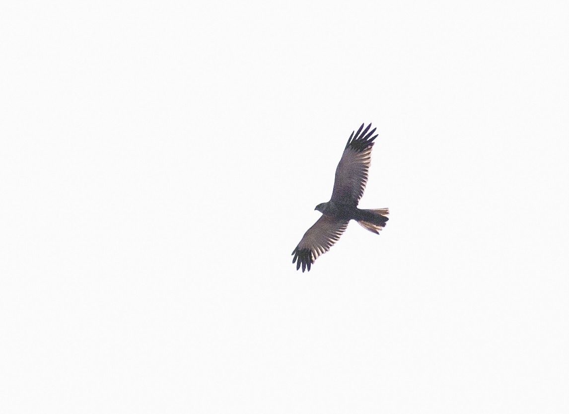 Western Marsh Harrier - ML152855051