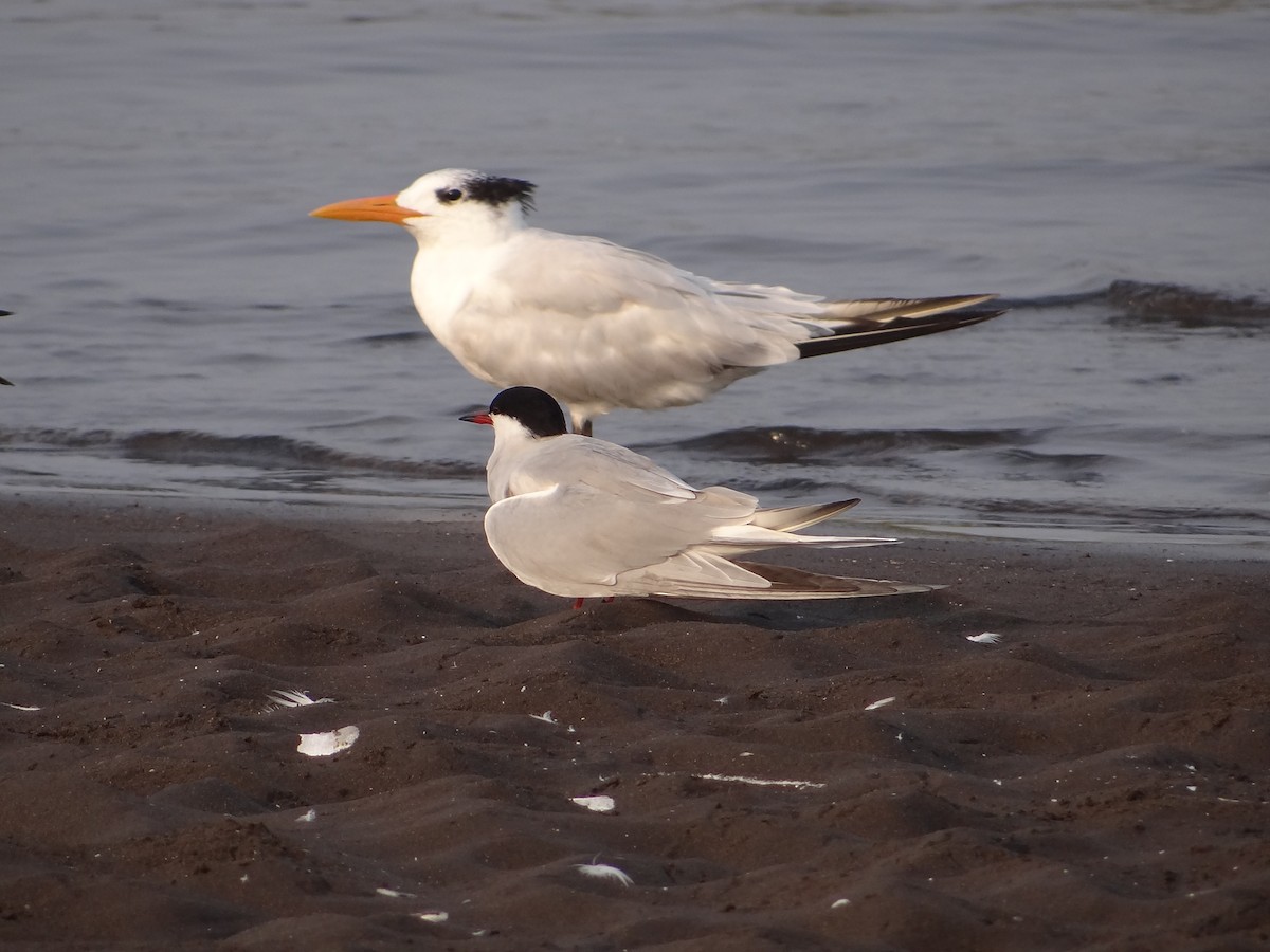 Common Tern - ML152855251