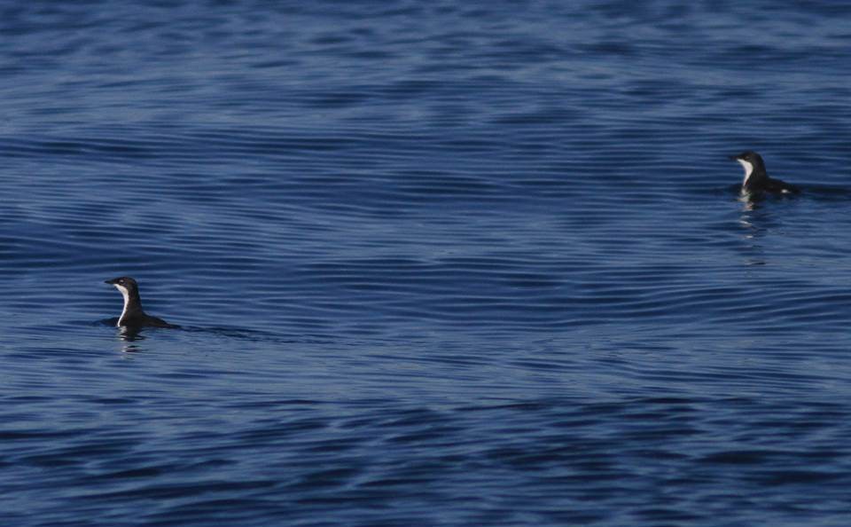 Scripps's Murrelet - Paul Marvin