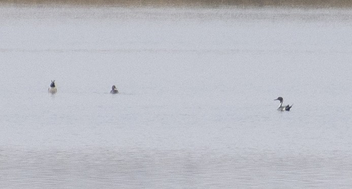 Northern Pintail - Grigory Evtukh