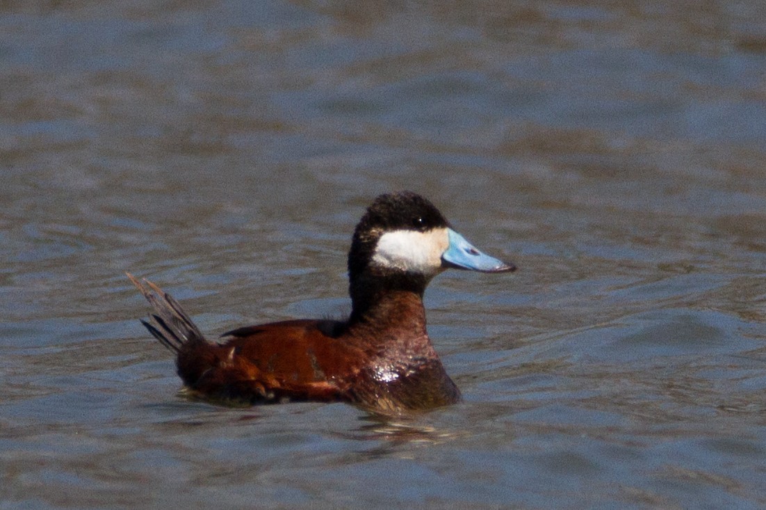 Ruddy Duck - ML152856851