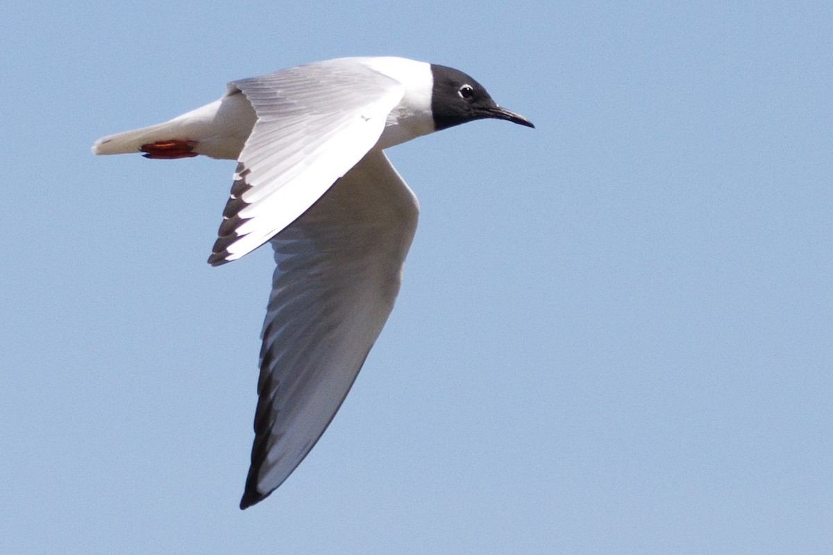 Bonaparte's Gull - ML152856871