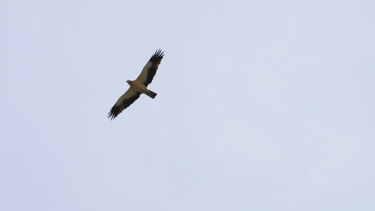 Booted Eagle - ML152857331