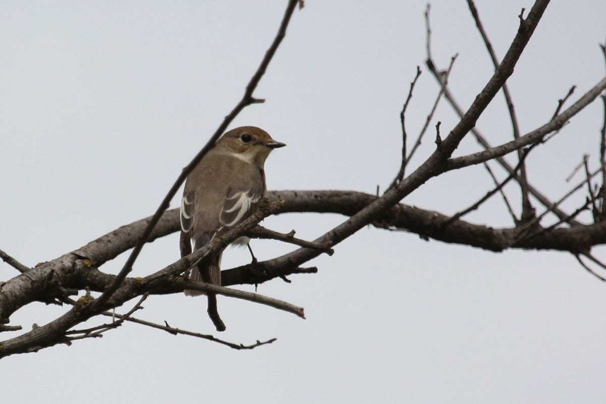 European Pied Flycatcher - ML152858481