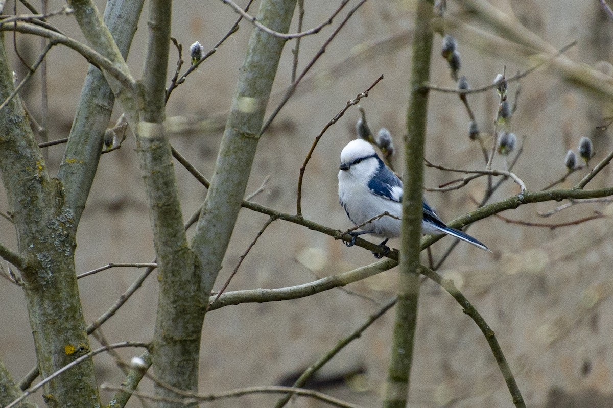 Azure Tit - Grigory Evtukh