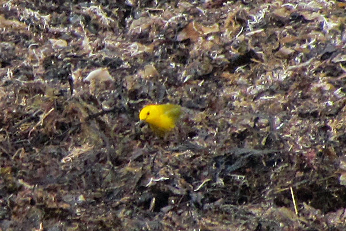 Prothonotary Warbler - ML152858691