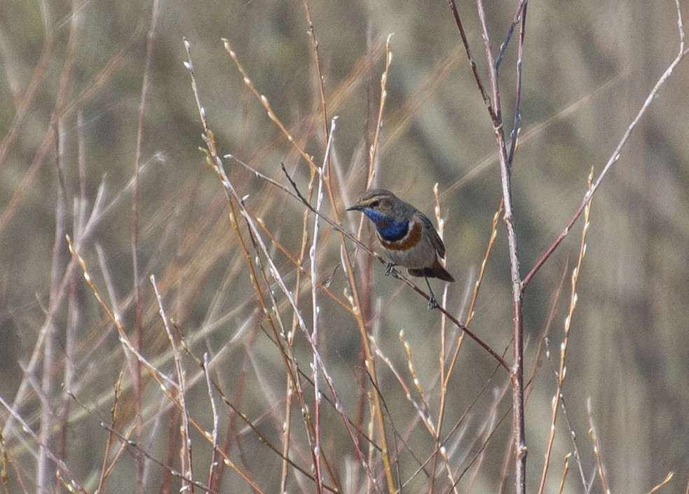 Bluethroat - ML152858831