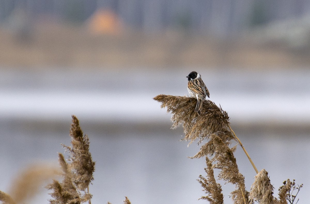 Reed Bunting - ML152859081