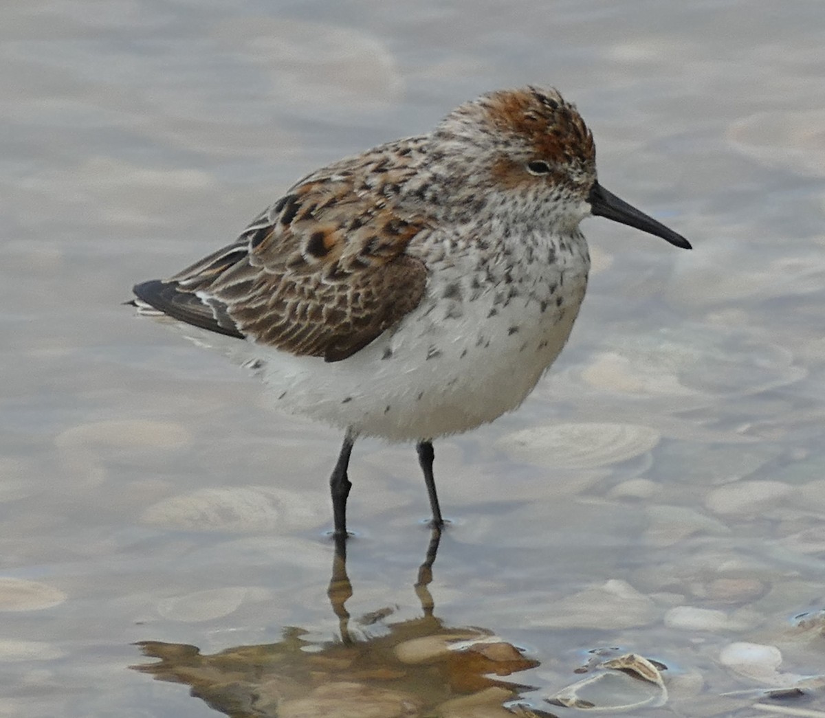 Western Sandpiper - ML152859301