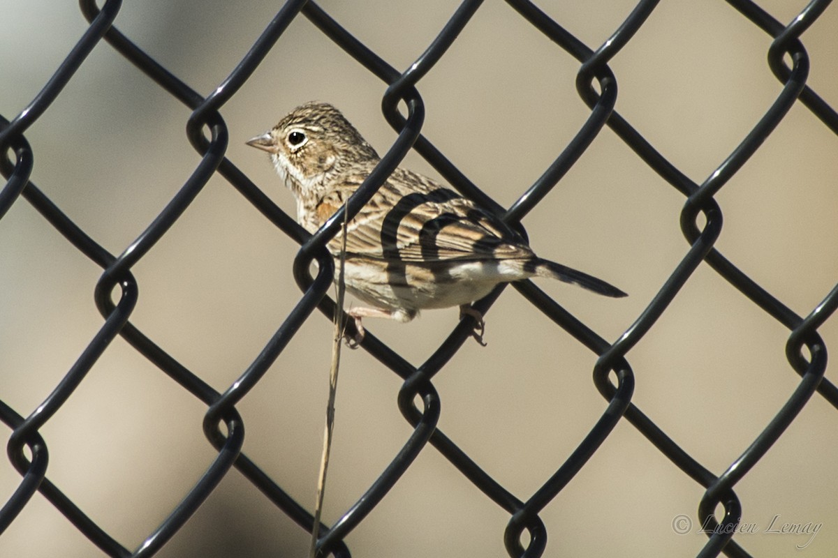 Vesper Sparrow - ML152859761