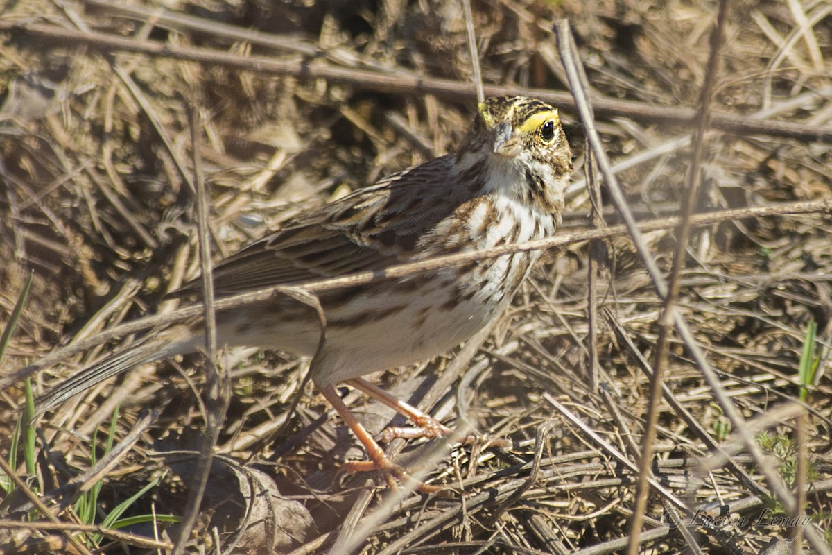 Bruant des prés - ML152859891