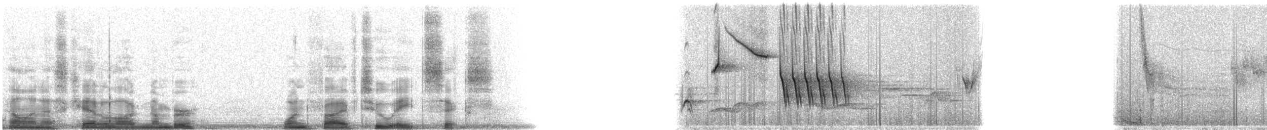 Тауї плямистий x окаї - ML15286