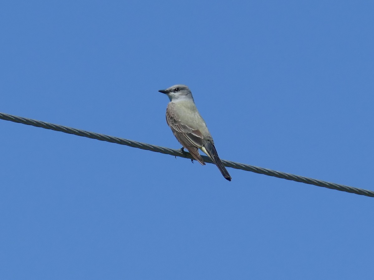 Western Kingbird - ML152860661