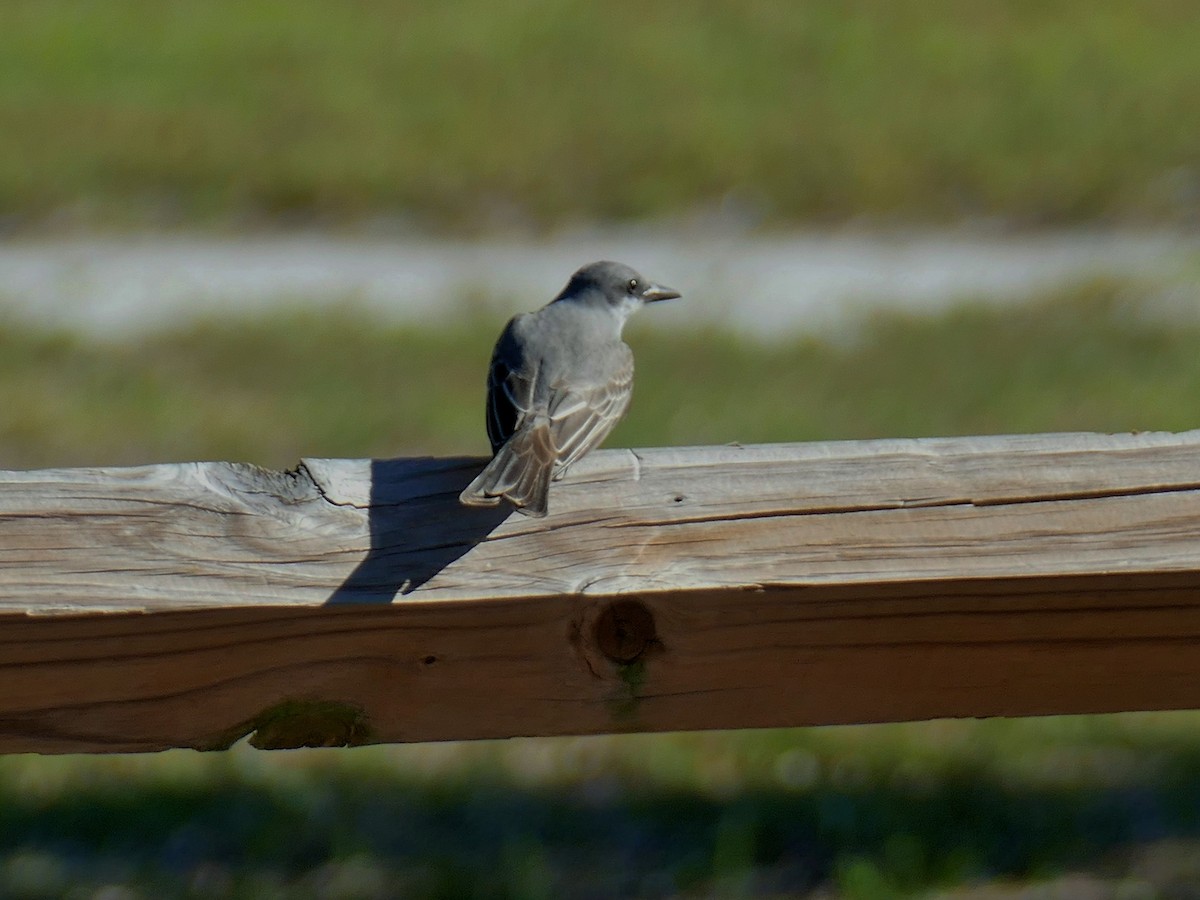 Gray Kingbird - ML152860671