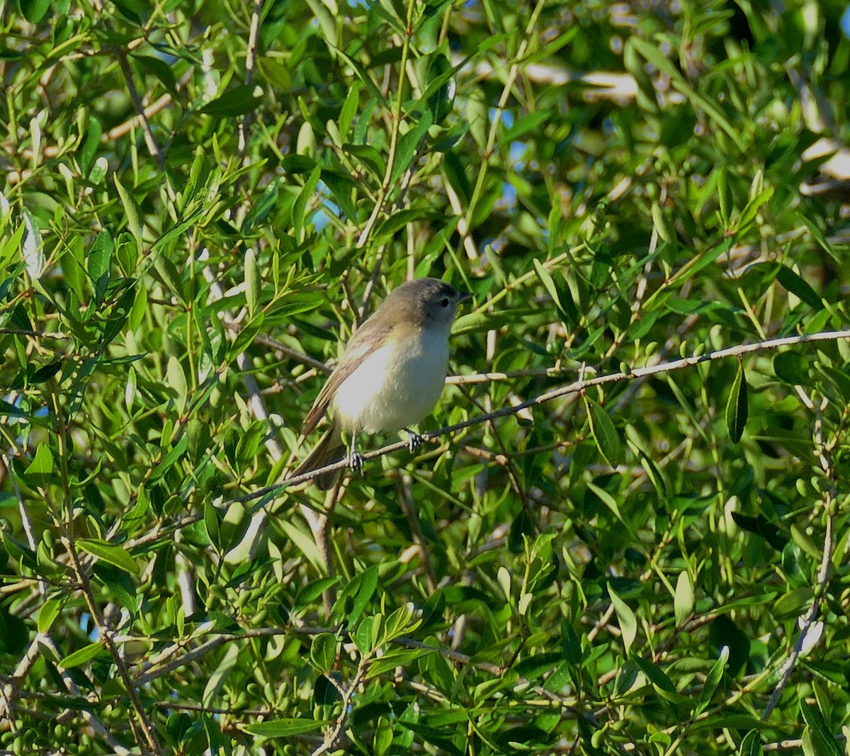 Warbling Vireo - ML152860701