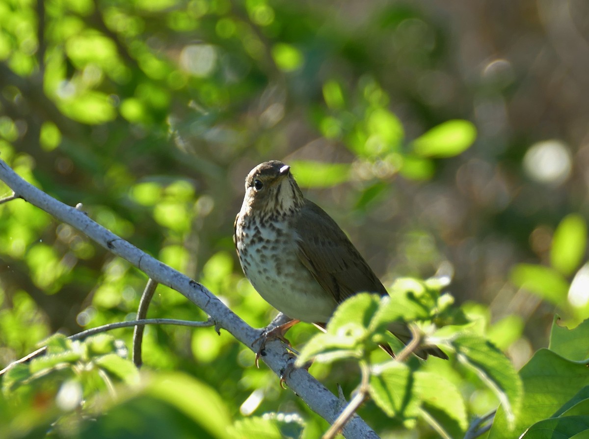 Swainson's Thrush - ML152860731