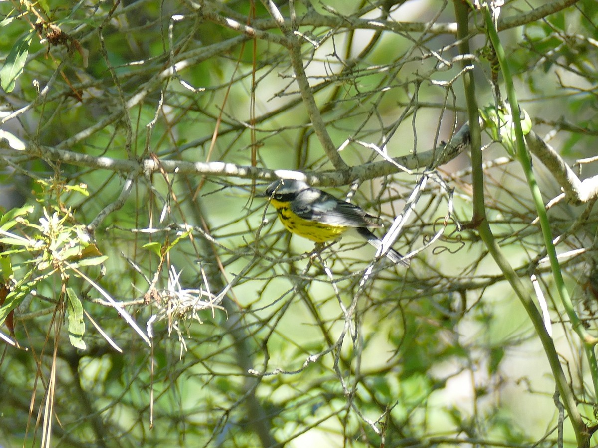 Magnolia Warbler - Ron Smith