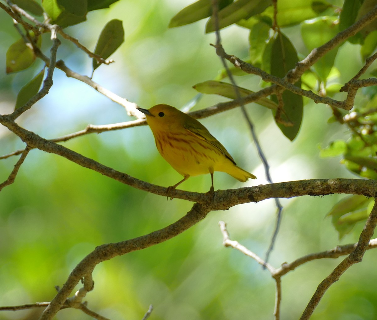 Yellow Warbler - ML152860861