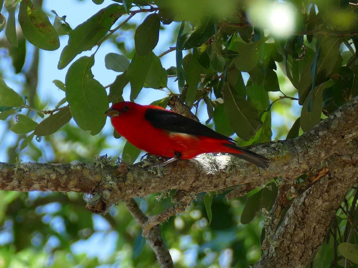 Scarlet Tanager - ML152860911