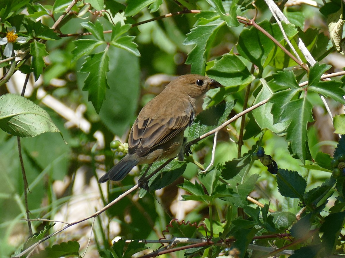 Blue Grosbeak - ML152860931