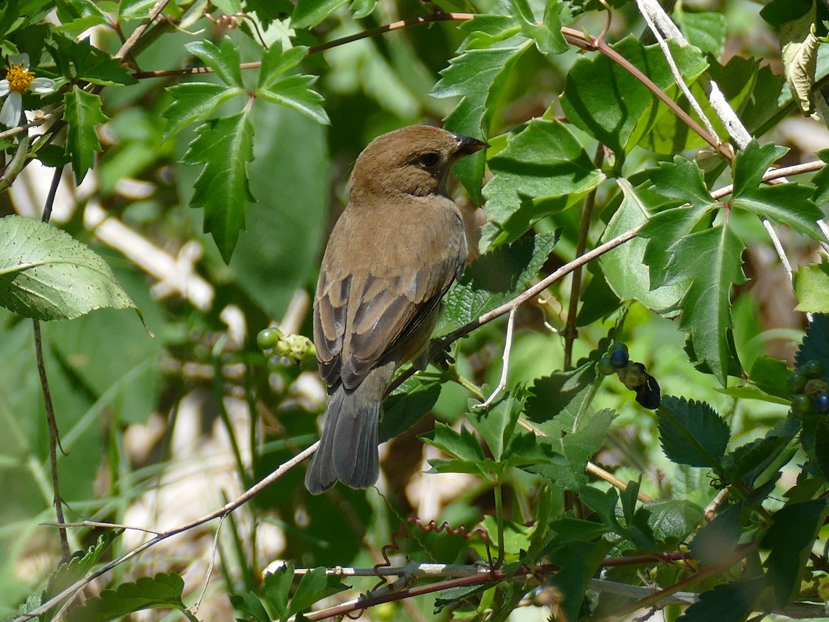 Blue Grosbeak - ML152860971