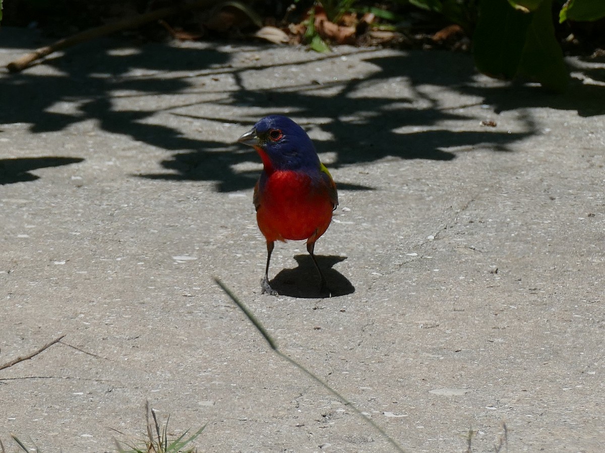 Painted Bunting - ML152861021