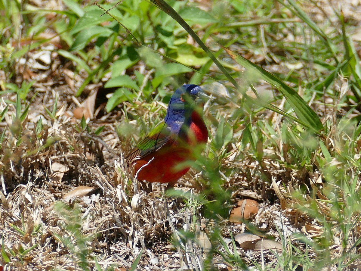 Painted Bunting - ML152861081