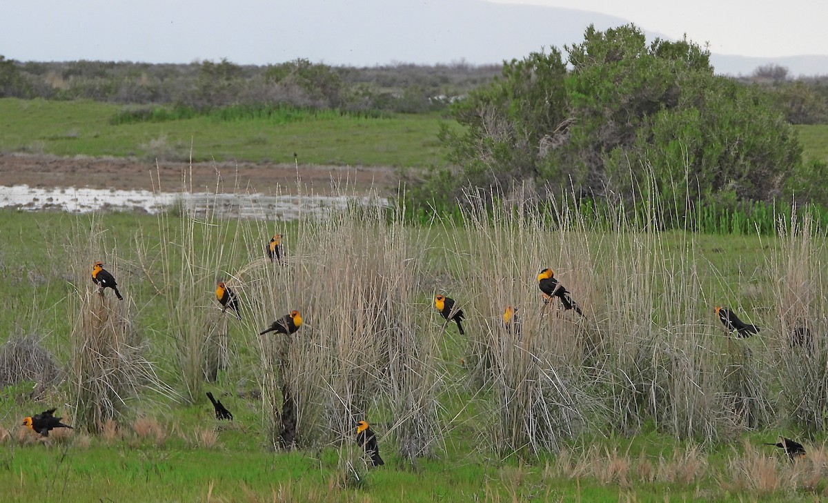 Yellow-headed Blackbird - Lauri Taylor