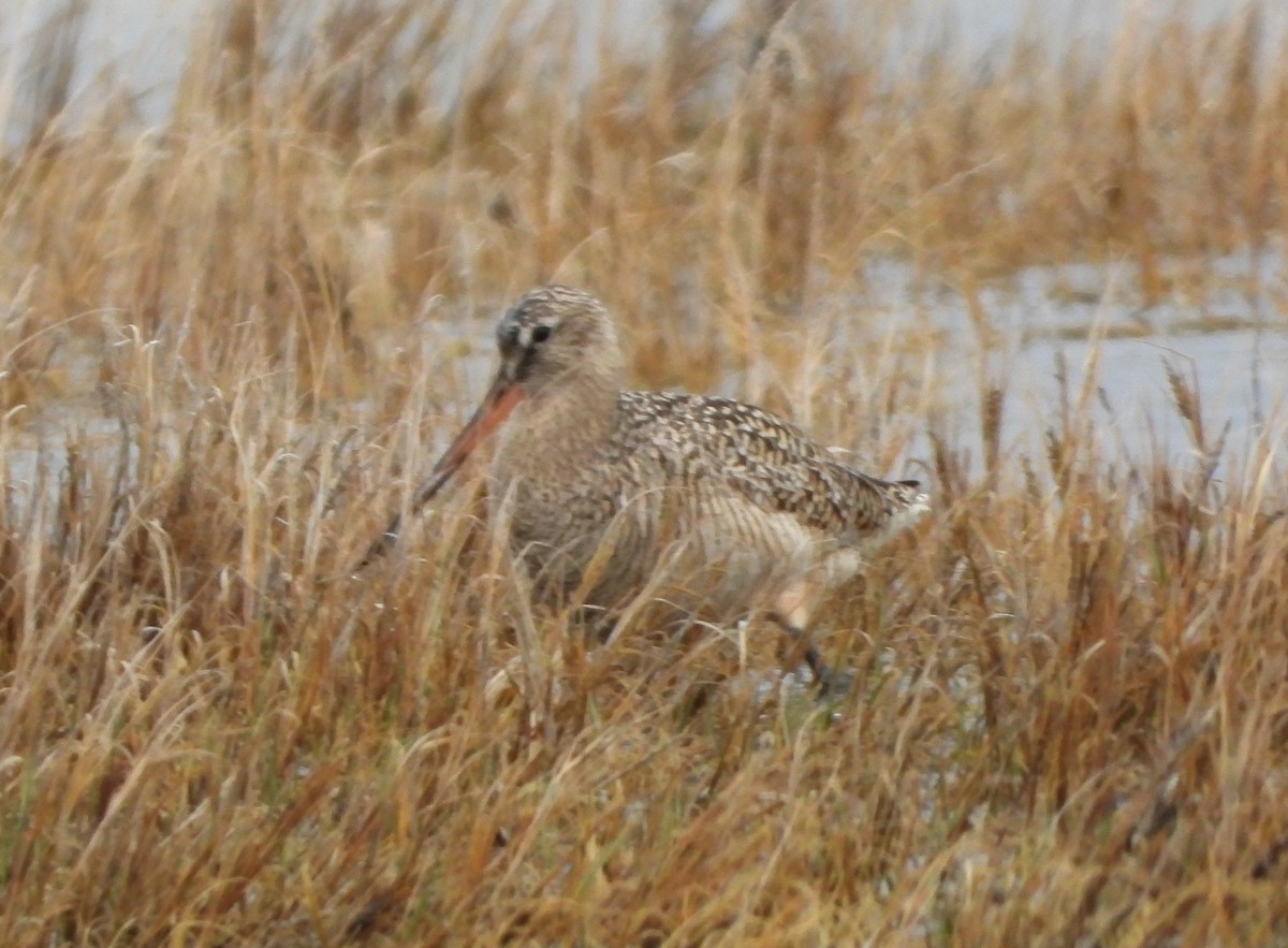 Marbled Godwit - ML152863071