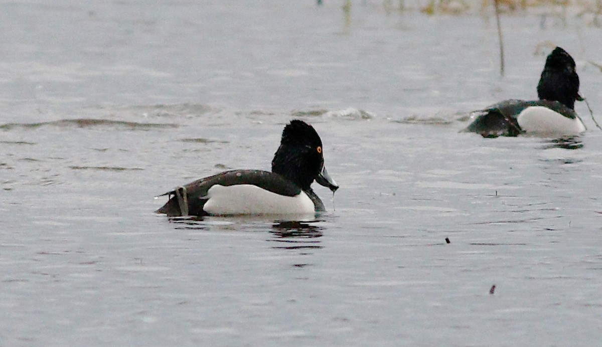 Ring-necked Duck - ML152863121