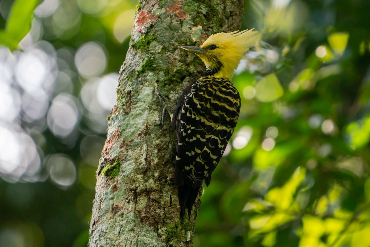 Blond-crested Woodpecker - ML152863151