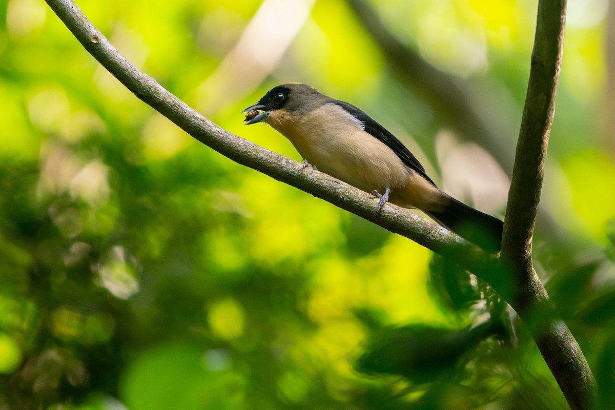 Black-goggled Tanager - ML152863261