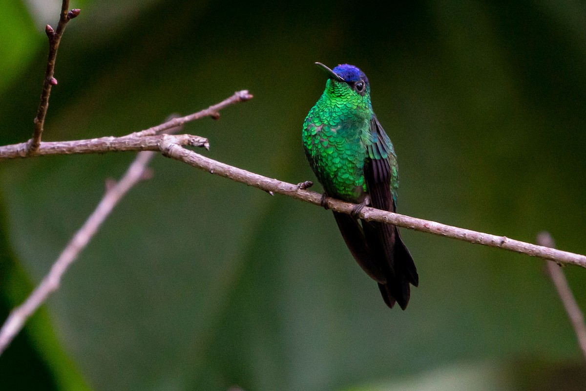 Violet-capped Woodnymph - ML152863421