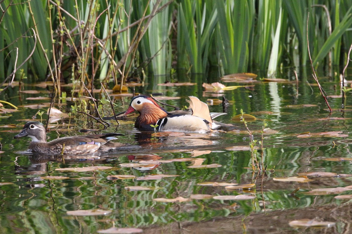 Mandarin Duck - ML152863511