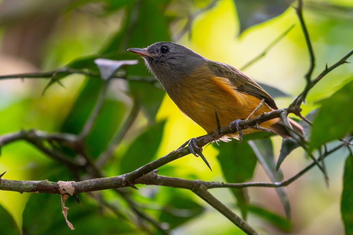 Gray-hooded Flycatcher - ML152863561