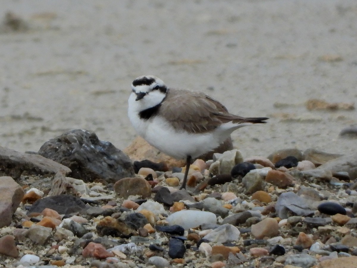 Snowy Plover - ML152863591