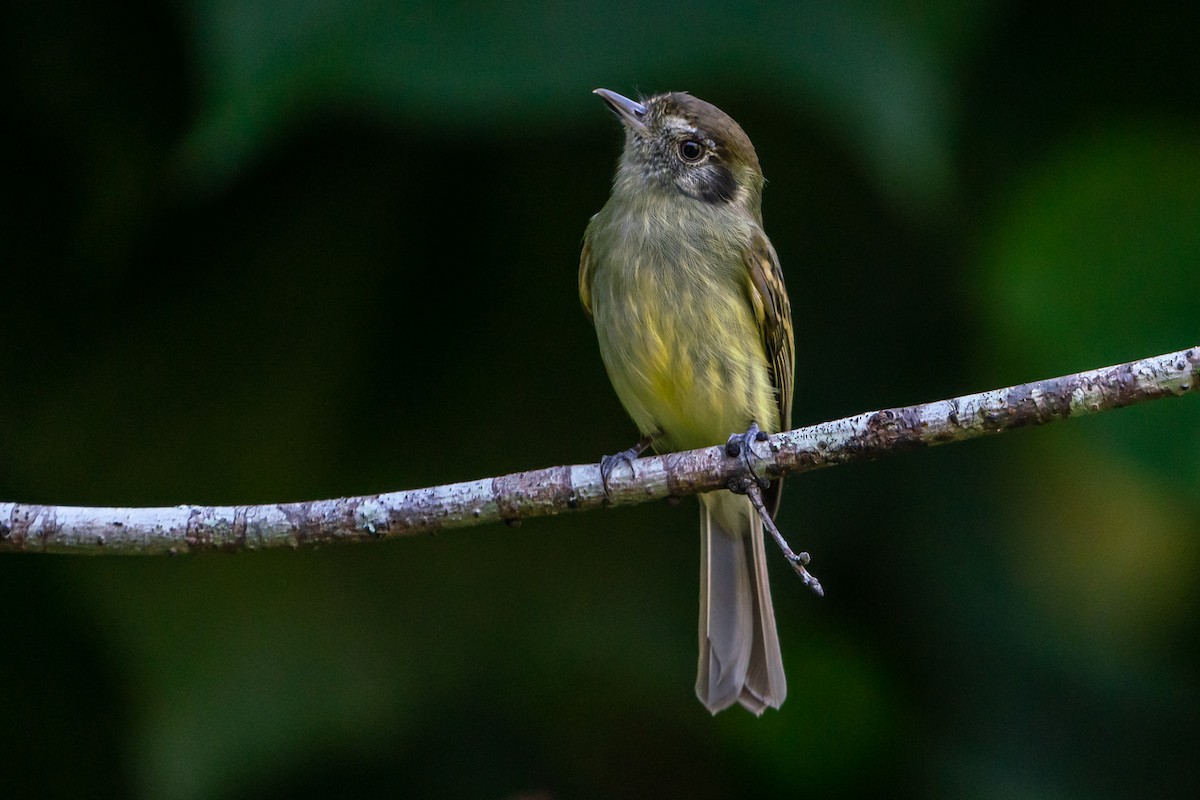 Sepia-capped Flycatcher - ML152863621