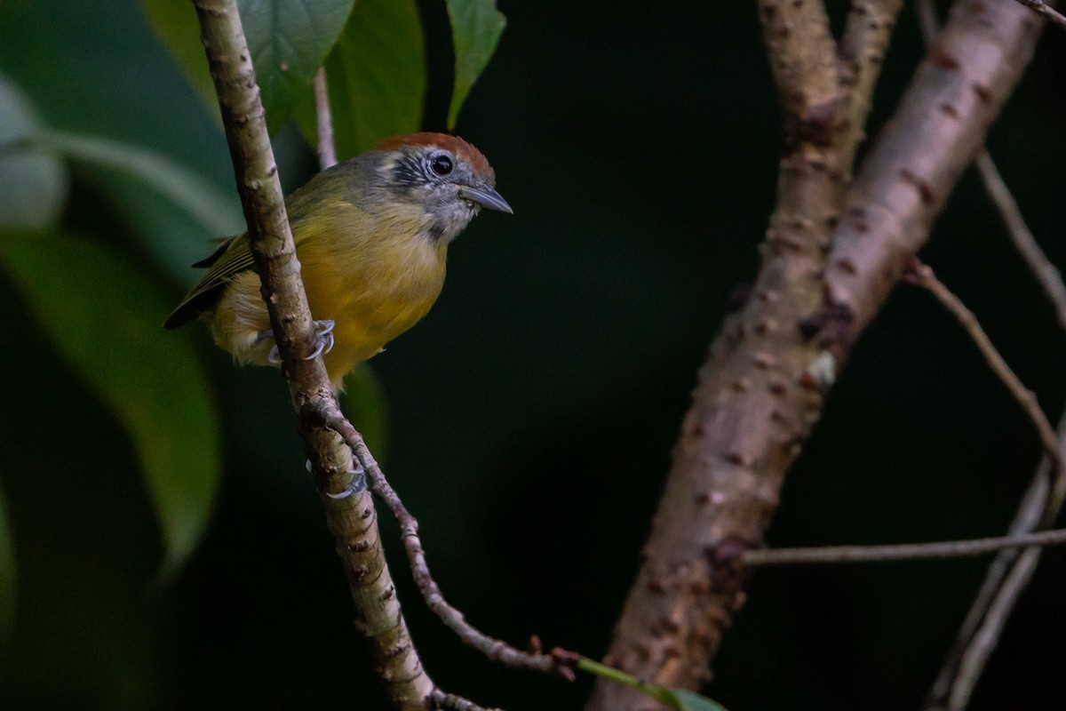 Rufous-crowned Greenlet - ML152863691