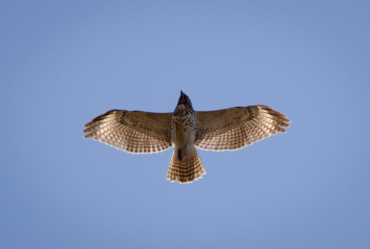 Red-shouldered Hawk - Suzanne Labbé