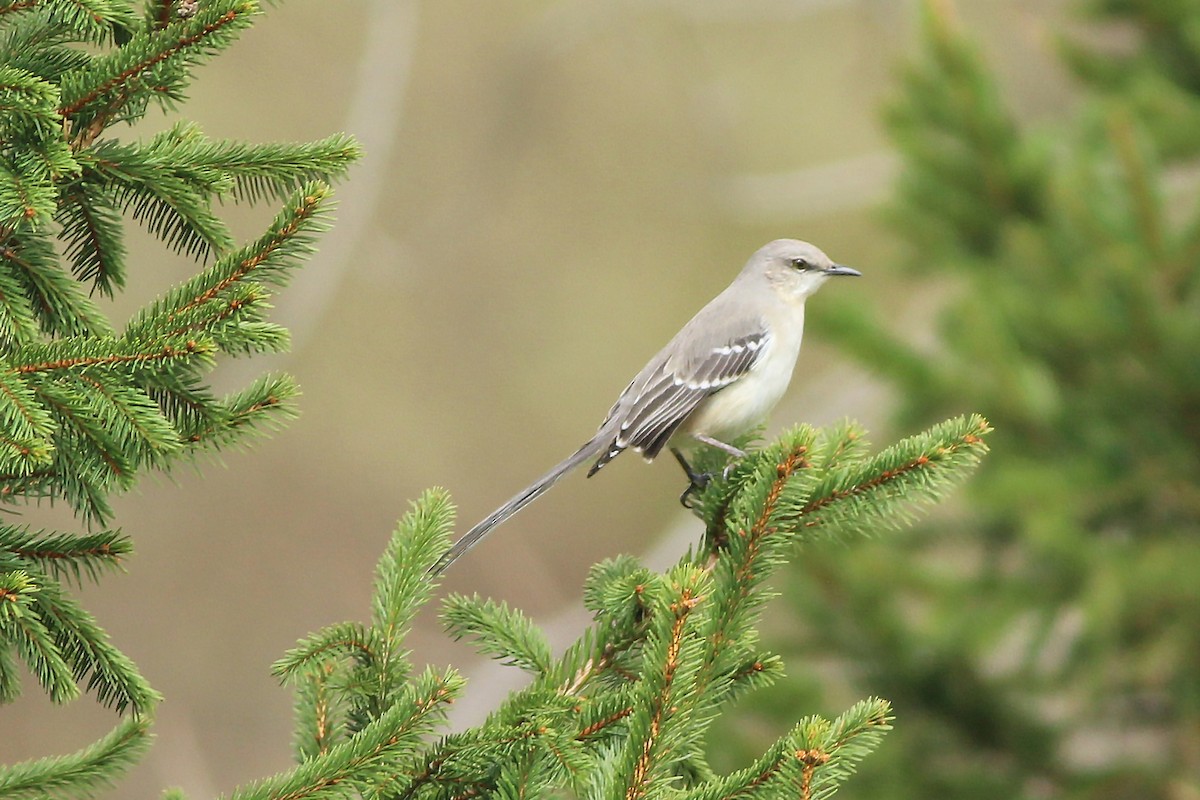 Northern Mockingbird - ML152864361