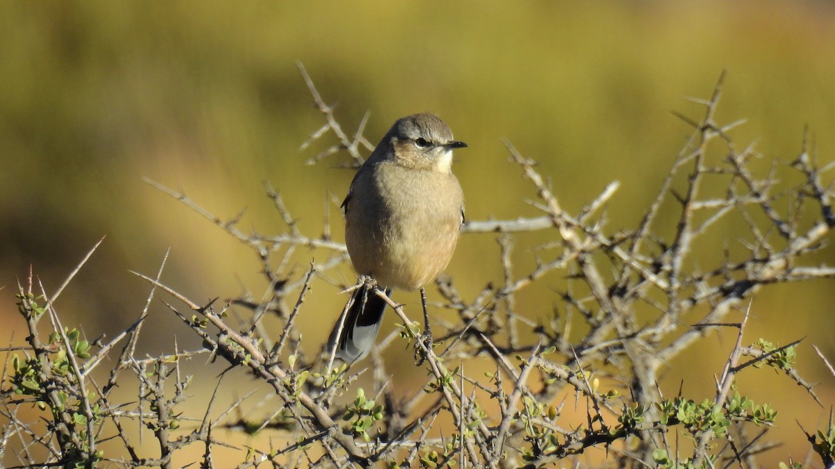 Patagonienspottdrossel - ML152866631