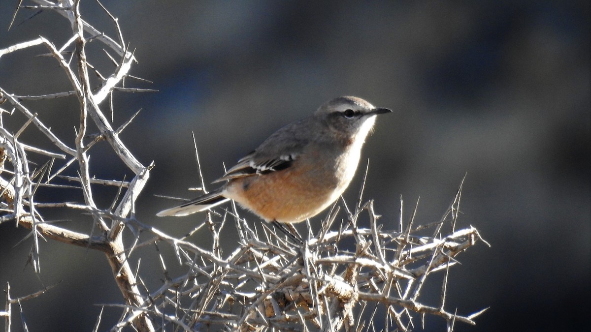 Patagonian Mockingbird - ML152866641