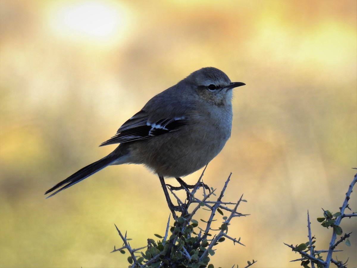 Patagonian Mockingbird - Pablo Alejandro Pla